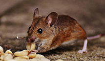 24 Hour & Emergency Exterminators in St Clairsville, OH